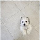 아지묭실 이미지