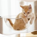 고양이 놀이터 이미지