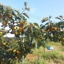 조아농장 이미지