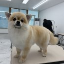 안산애견미용학원