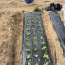 유인농장 | [신정주말농장] 왕초보농부 농장일기 3탄 상추·대파 심기 (본격 농사 시작!)