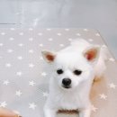 나무애견유치원 이미지