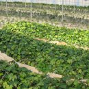 승호농장 이미지