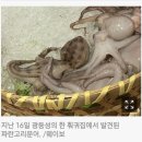 청산가리 10배 독성 훠궈 재료~ 이미지