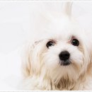 멍샵 강아지분양 인천본점 이미지