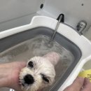 그루멍실 이미지