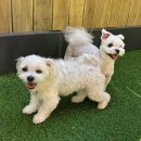 옐레드 애견유치원&애견호텔 부산용호점 | 옐레드 부산용호점, 보호자님들이 반한 6가지 매력✨🐶