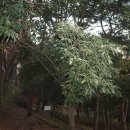 군산부설초등학교 이미지