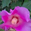 꽃들의이야기 이미지