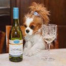 마리켄넬 24시강아지분양 애견분양 애견샵 | 마리켄넬에서의 부평강아지분양, 특별한 경험