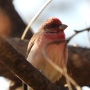 미묘하개 이미지