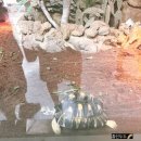 (주)아담소프트 | 타이베이 4일차 ☀️ 마오콩 곤돌라-보성 녹차 느낌의 차마을🍵＋아시아 최대 타이페이 동물원 탐험 후기