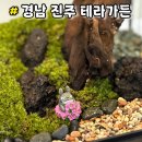 춘자공방 | 경남 진주 테라리움 공방 비바리움 친구 게코 사육장 선물 " 테라가든 "