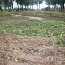 보강천 미루나무숲 이미지