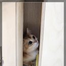 청주고양이카페아이캣유 이미지