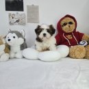 케이지모빌리티 파주서비스 프라자 | 파주강아지무료분양 시츄 나의이야기