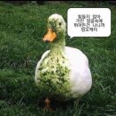 오케이세탁 | 거친 블로그에 (또) 뛰어든 건 나니까 암오케이