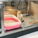 은하수 동물병원 이미지