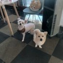 예쁘개&사랑스럽개 이미지