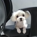 더 데일리 펫샵 이미지