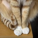 몽이네쉼터 이미지