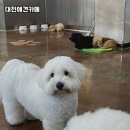 우리애견 | 우리 아이 맡길 곳? 전문적인 애견유치원 솔직 후기!