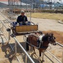영천시운주산승마조련센터 공감신문