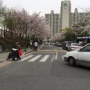 도담댕기 이미지
