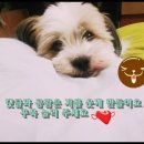 할매순대국 네이버블로그