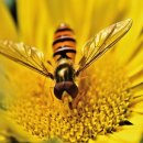 고목나무 이미지