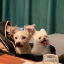 (주)버티고우게임즈 | 소미를 떠나 보내고 펫로스증후군 극복하고자 쓰는 회고록 + 펫포레스트 경기광주점 후기