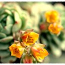 행복덩어리 이미지