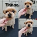 깐돌이네 애견샵 이미지