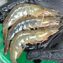 제철로 | 통수산 제철 활숫꽃게🦀 생새우🦐 내돈내산 솔직 후기