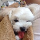 괴정동물병원 이미지