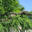 아나콘다 크기의 ‘뱀’이 강원 태백시에서 발견 이미지