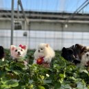 파주농장 이미지