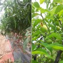 서로도울농장 이미지