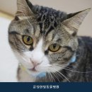 운정한빛동물병원 네이버블로그