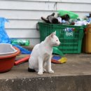 돼지촌식당 이미지