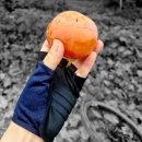 10월 정라 왕건임도 후기 이미지