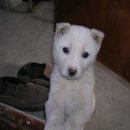 복슬 강아지 이미지