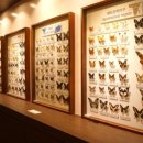 파주나비나라박물관 이미지