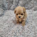 아이러브독 강아지분양 부천점 이미지