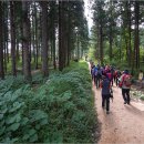 정남진 편백숲 우드랜드 이미지