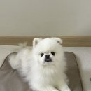 강아지 슬개골탈구 예방 및 관리에 좋은 피터파우 C-레이저 조인트 케어 온열매트 후기