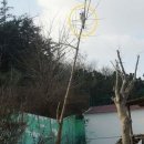 나무 밑 고양이 이미지