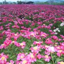 영천생약영농조합법인 이미지