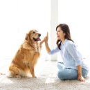 반려동물행동교정사 이미지