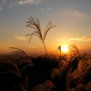 하늘공원 이미지